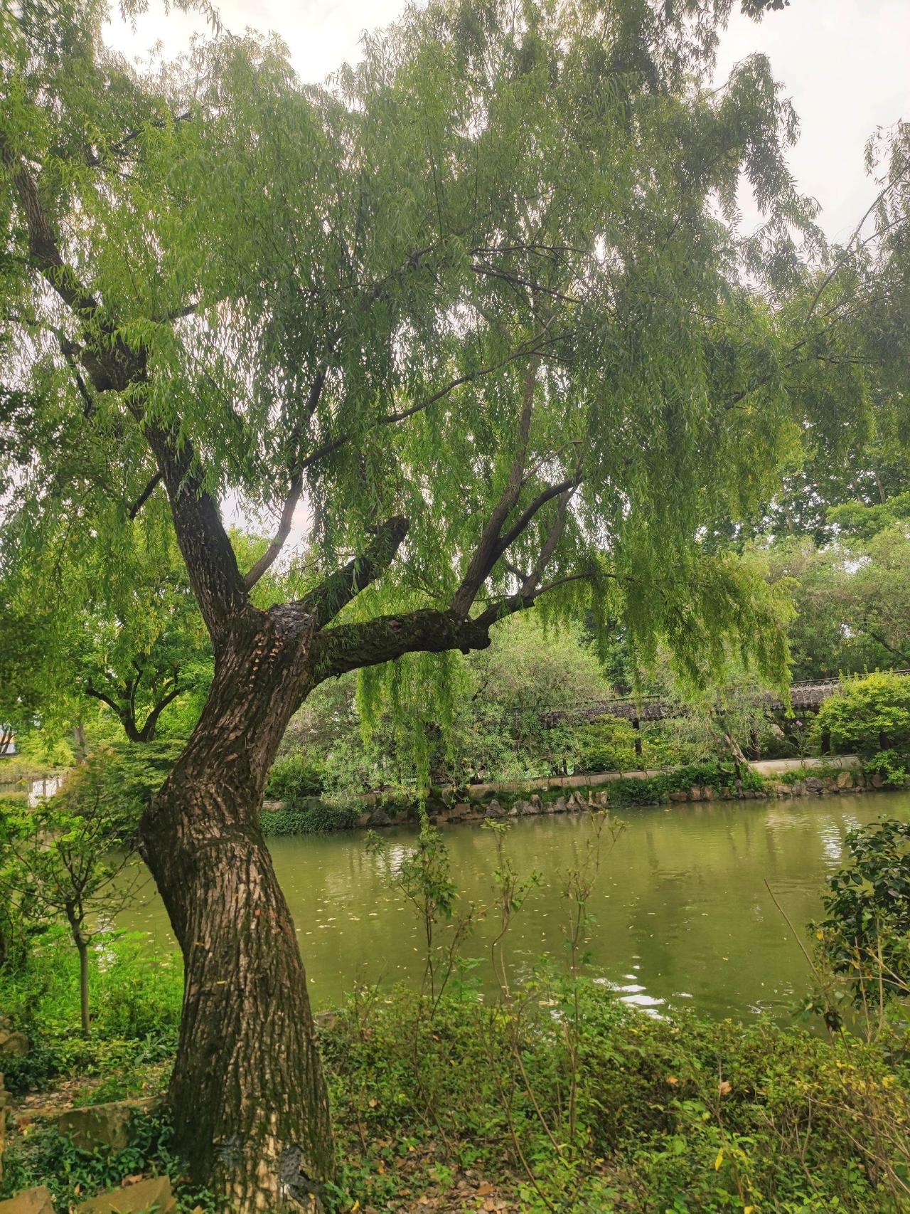 醉白池公园，典型江南园林特色，典雅清怡！！风景如画的地方天然氧吧自然美景