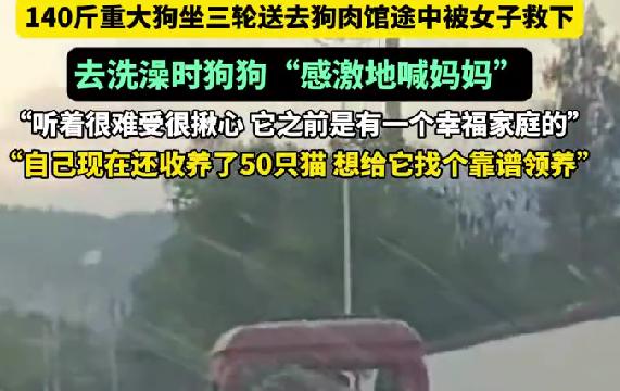 女子600元救下140斤阿拉斯加洗澡时狗狗感激喊“妈妈”，太好哭了最近重庆发