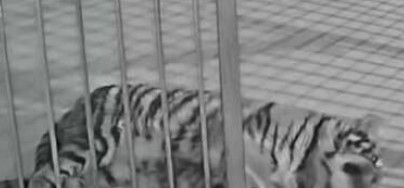 #狼见愁娜娜被责令公开道歉#【动物园隐瞒小老虎死讯，用录屏冒充直播，欺骗粉丝打赏