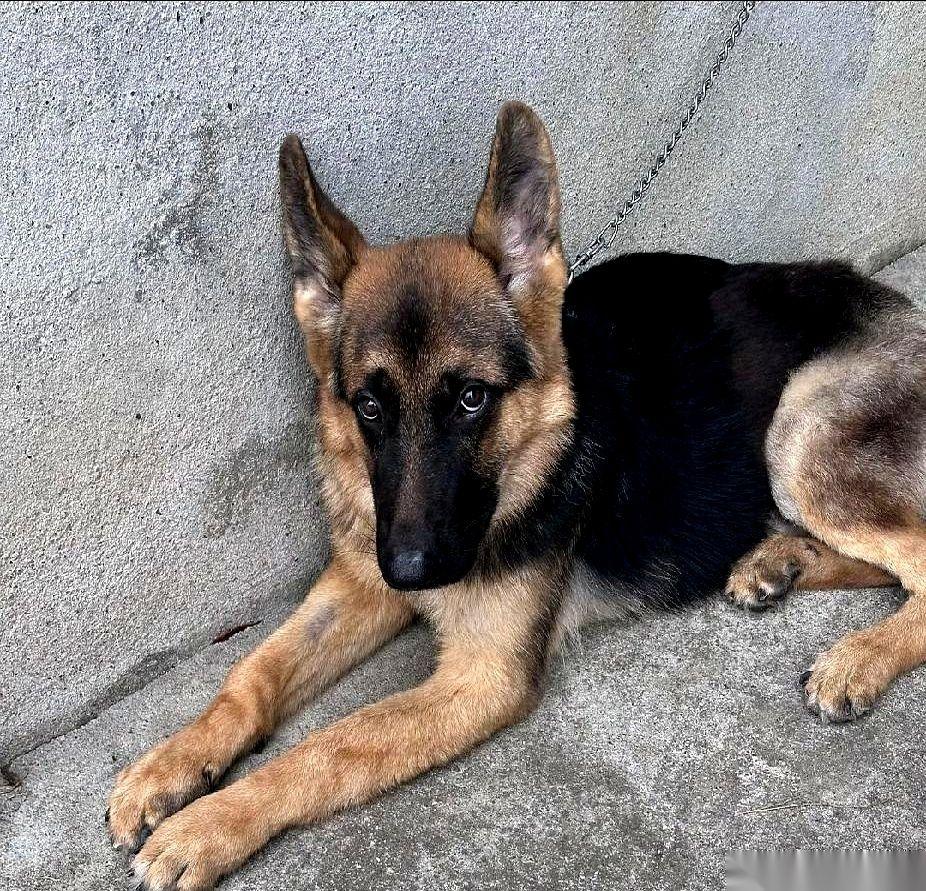 我叔家那五条德牧，算是白养了。顿顿猪肺子拌苞米茬子，喂得一条比一条壮，往门口一