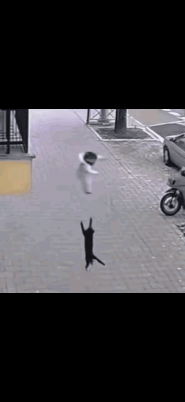 这猫配享太庙这是拯救了一个家呀[祈祷]