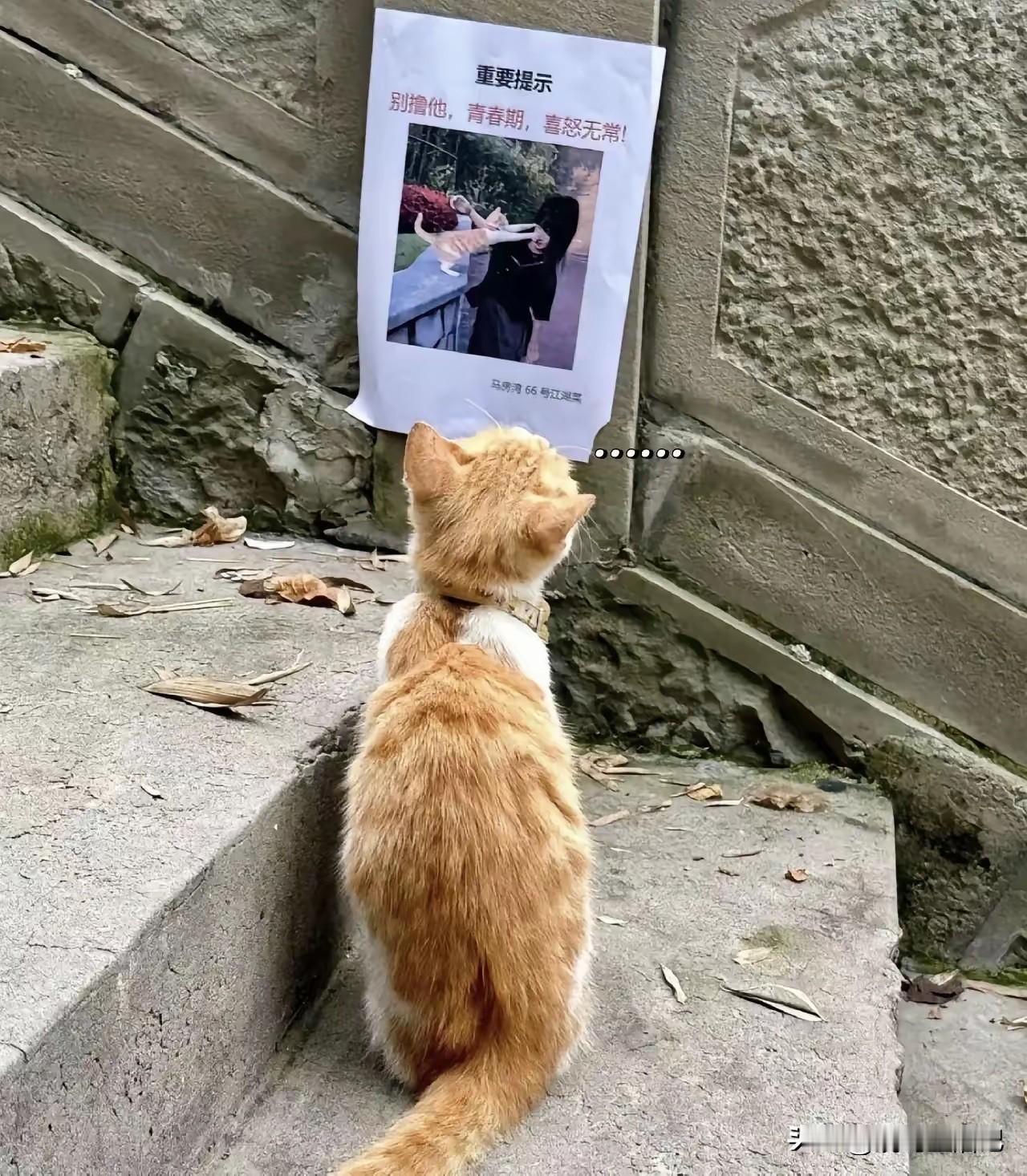 猫咪：这场景似曾相识[呲牙笑]