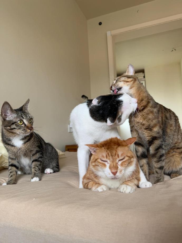 大橘：我不应该在这里我应该在车底