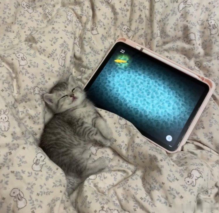 小猫咪玩游戏玩着玩着睡着了