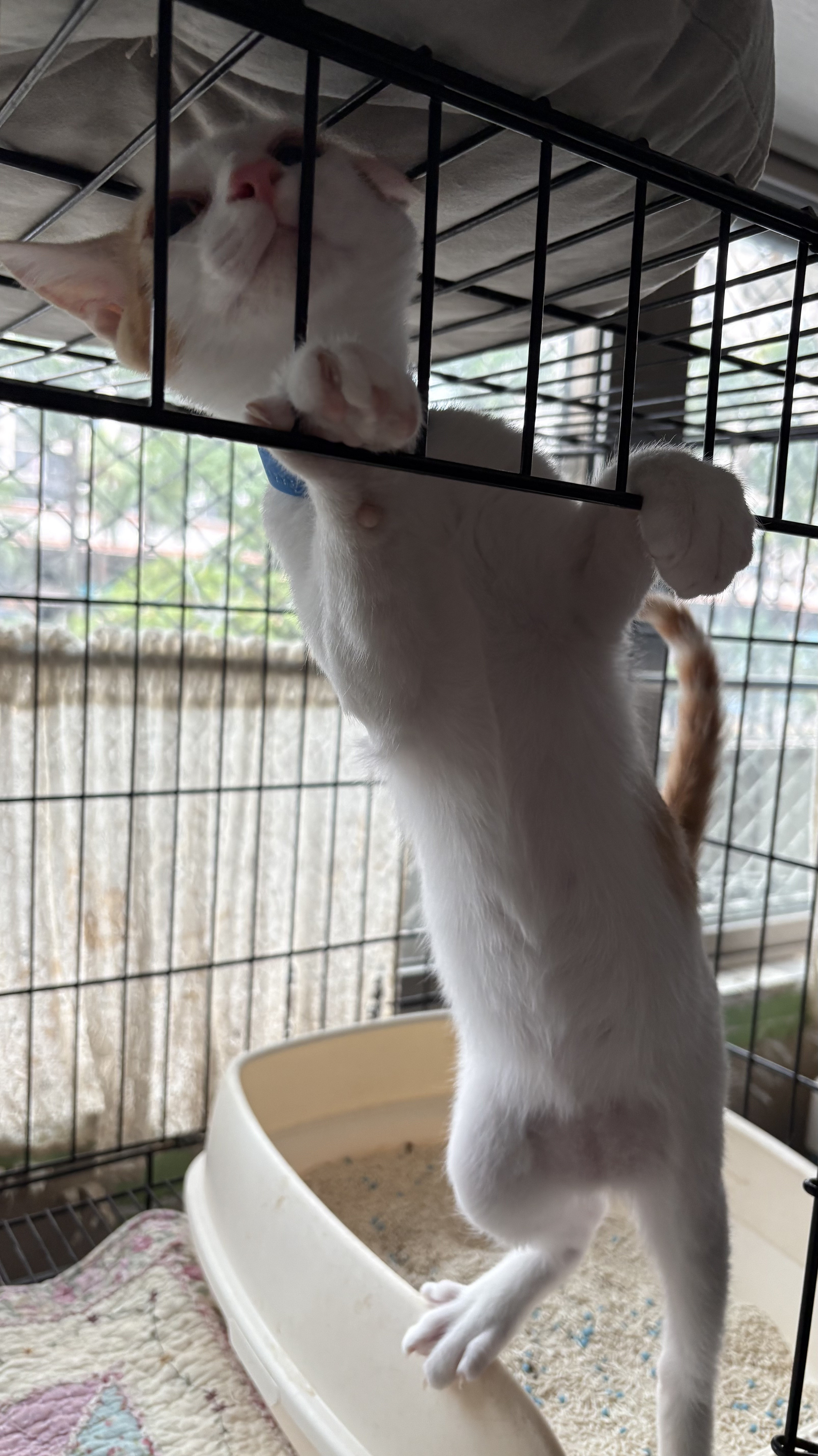 活泼可爱的小猫咪，现在正是好玩爱动的年纪，怎么还没人要，这不科学。深圳领养