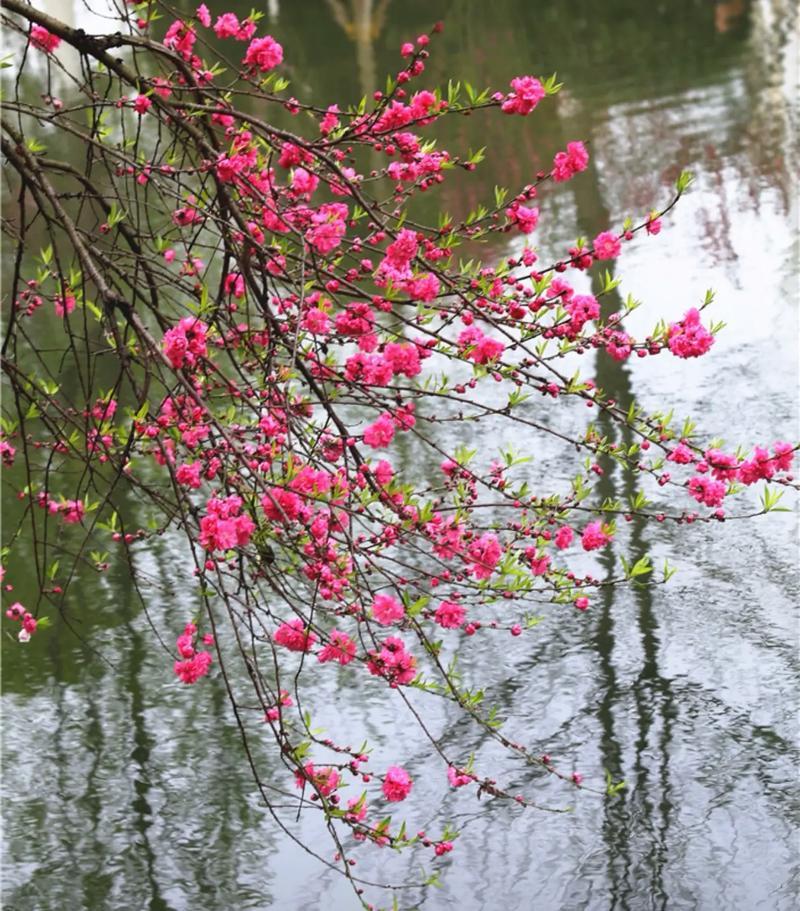 石壁上的花生在石缝，不怨天地贫瘠；开在绝壁，不羡群芳安逸。无人浇灌，便