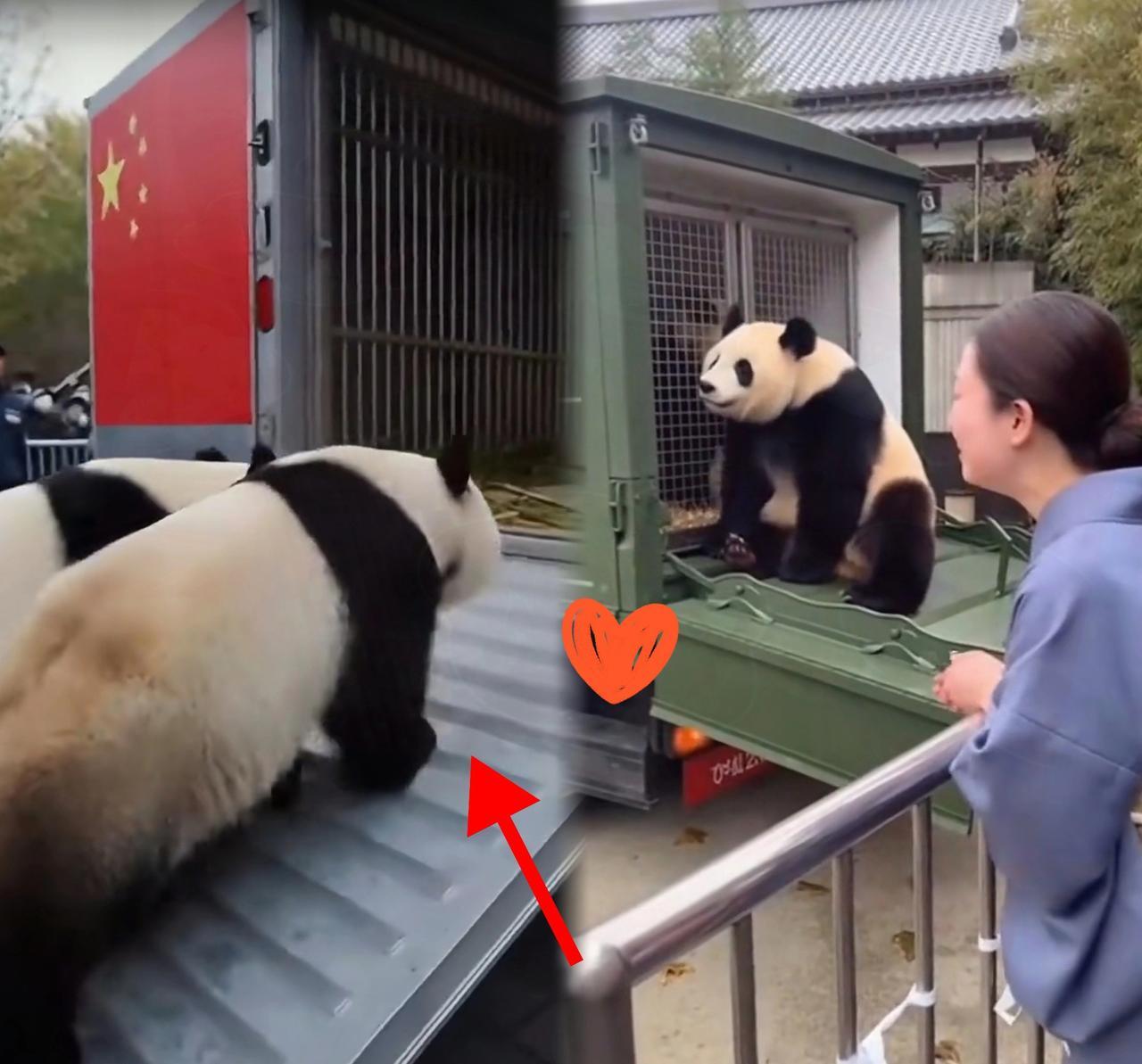 1月27日，上野动物园那一幕真让人看着五味杂陈这就是血脉里的东西，神奇的很