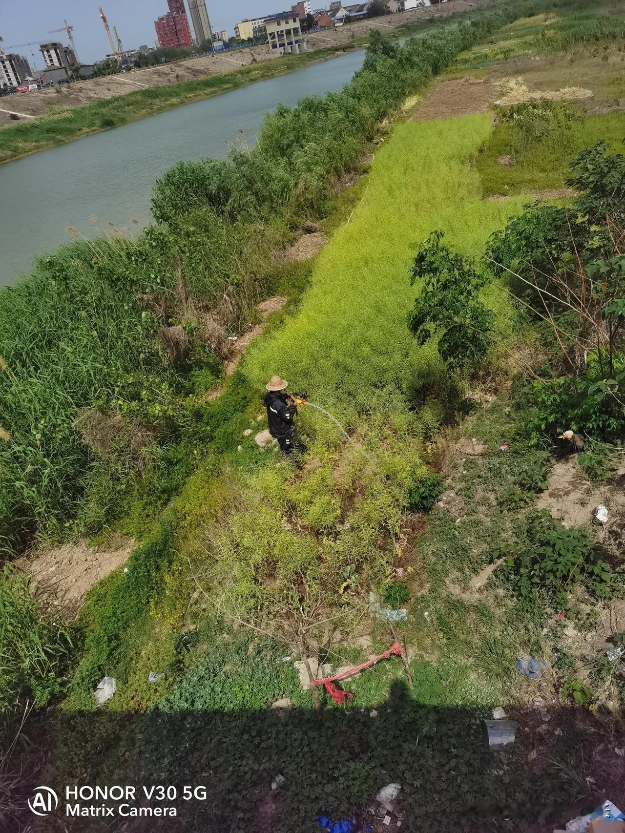 屋后就是贾鲁河，堤岸之下长满了芦苇和杂草。今天围着两个大桥之间走了一圈，看到了开