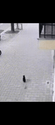 婴儿坠楼惊险一刻，猫咪机智相助，奇迹生还暖人心！猫咪变身“守护神”！宝宝意外从