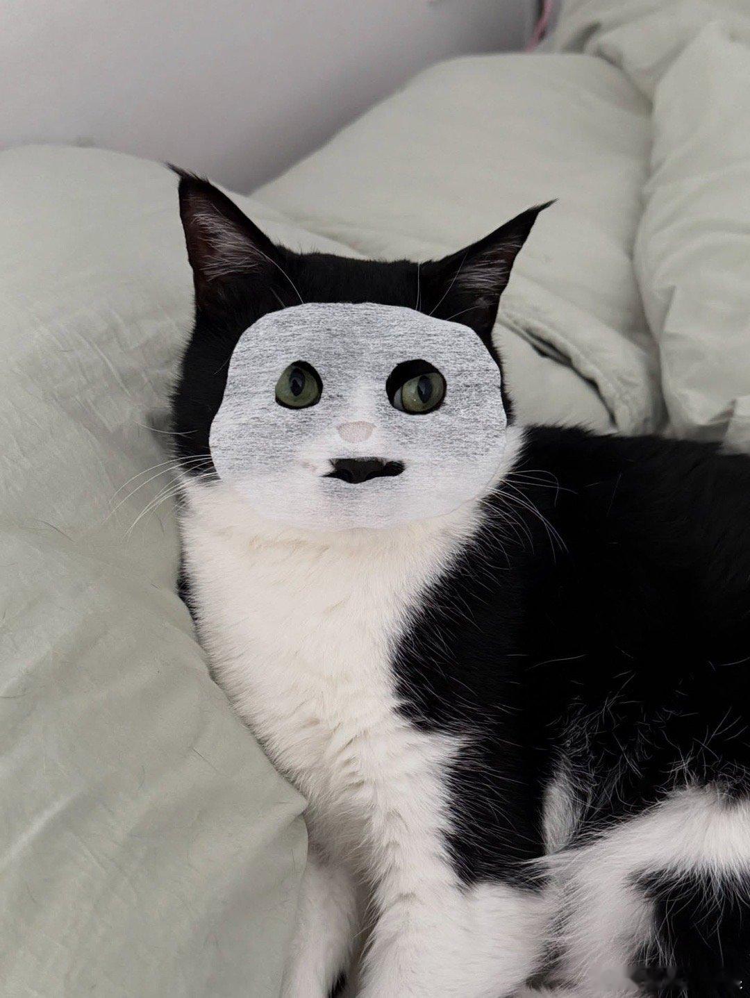 精致猫咪..cr：thatcatbobbie