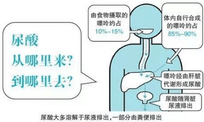 高尿酸竟成“第四高”, 教你最有效的降尿酸饮食指南!