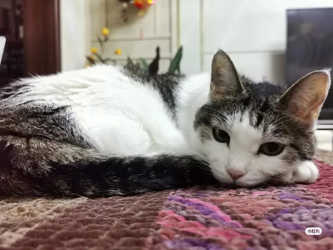 分享一只19岁的猫老头…按照人类的年龄应该90多了…