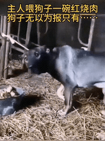 这只狗，懂人情世故。不白吃食物。主人给它丰盛晚餐，它无以回报。对主人敞开心