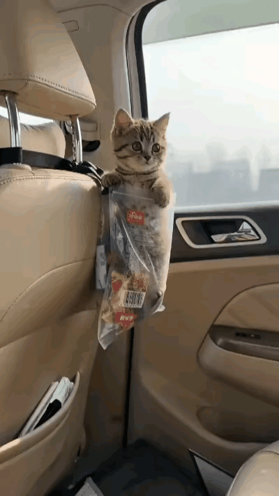 车主带猫返乡怕挠车，朋友一招绝了！猫咪秒变乖乖仔太好笑😂谁懂带猫咪开车回