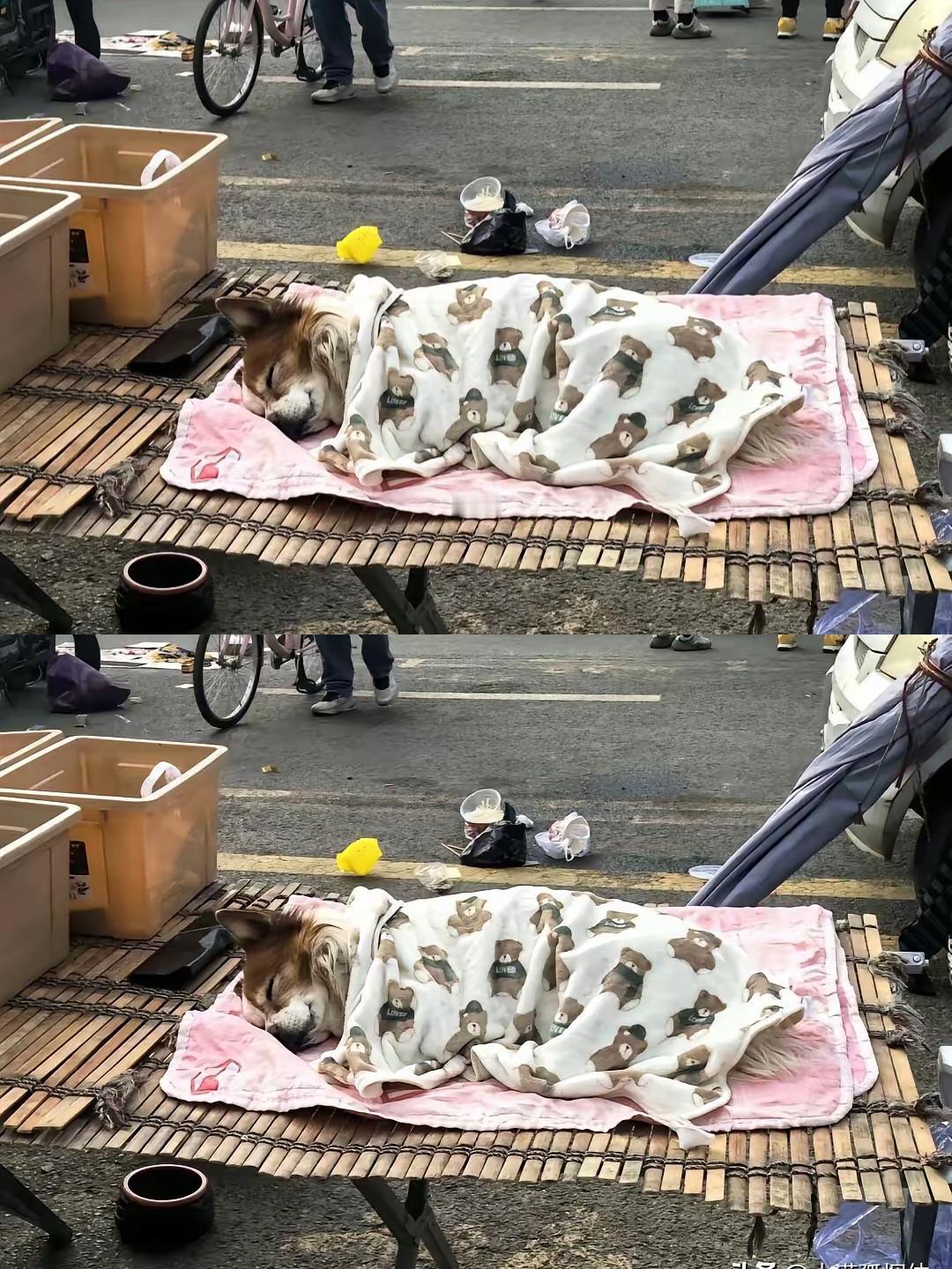 一个卖水果的小摊贩收养了一只流浪狗，从此狗狗每天凌晨五点多就陪着主人一起