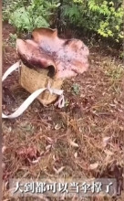 “活久见！”5月26日，云南保山，一小伙冒雨上山捡蘑菇，没想到竟然发现了一株8斤