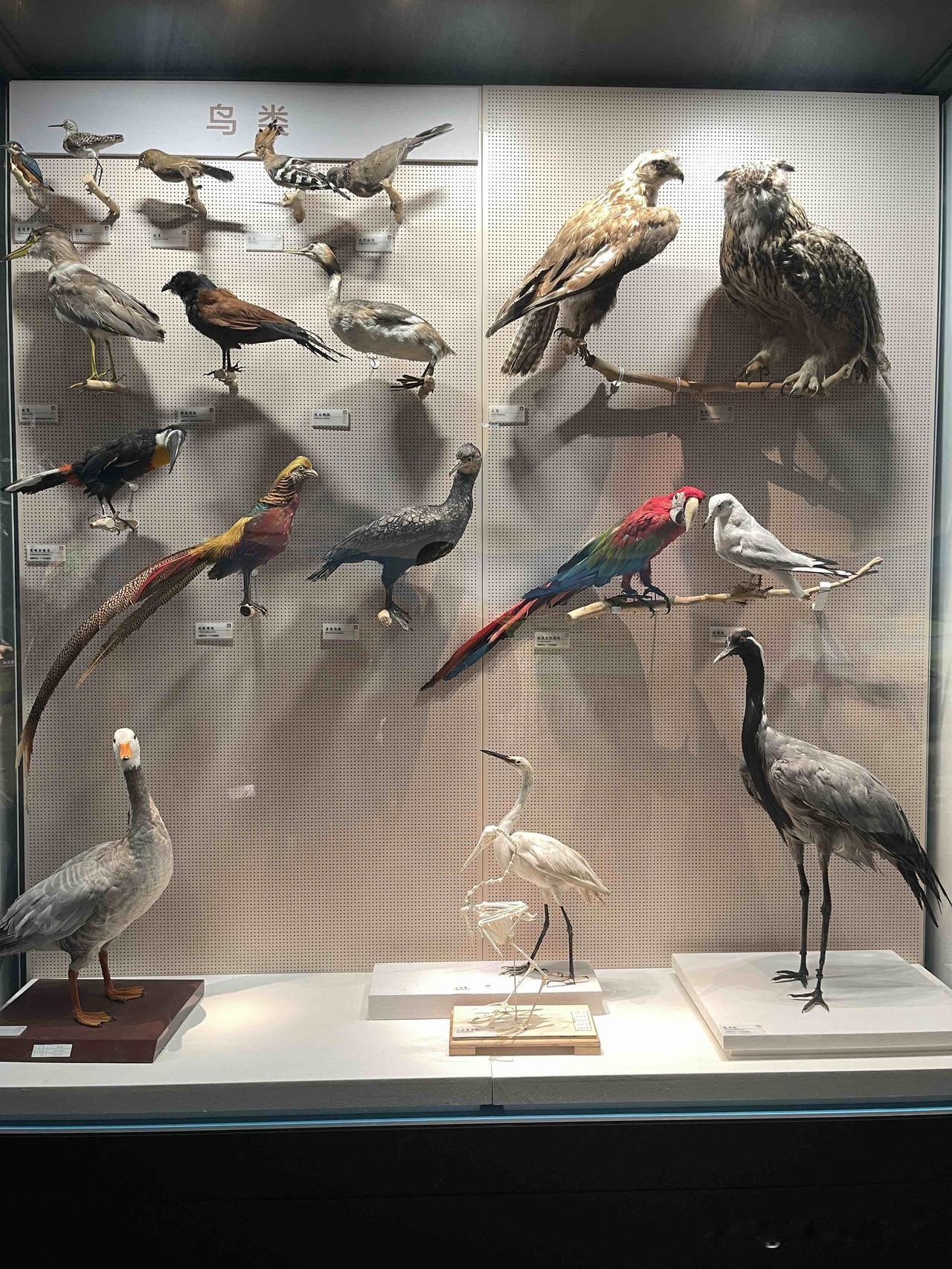 还没有看看鸟再说[笑着哭]