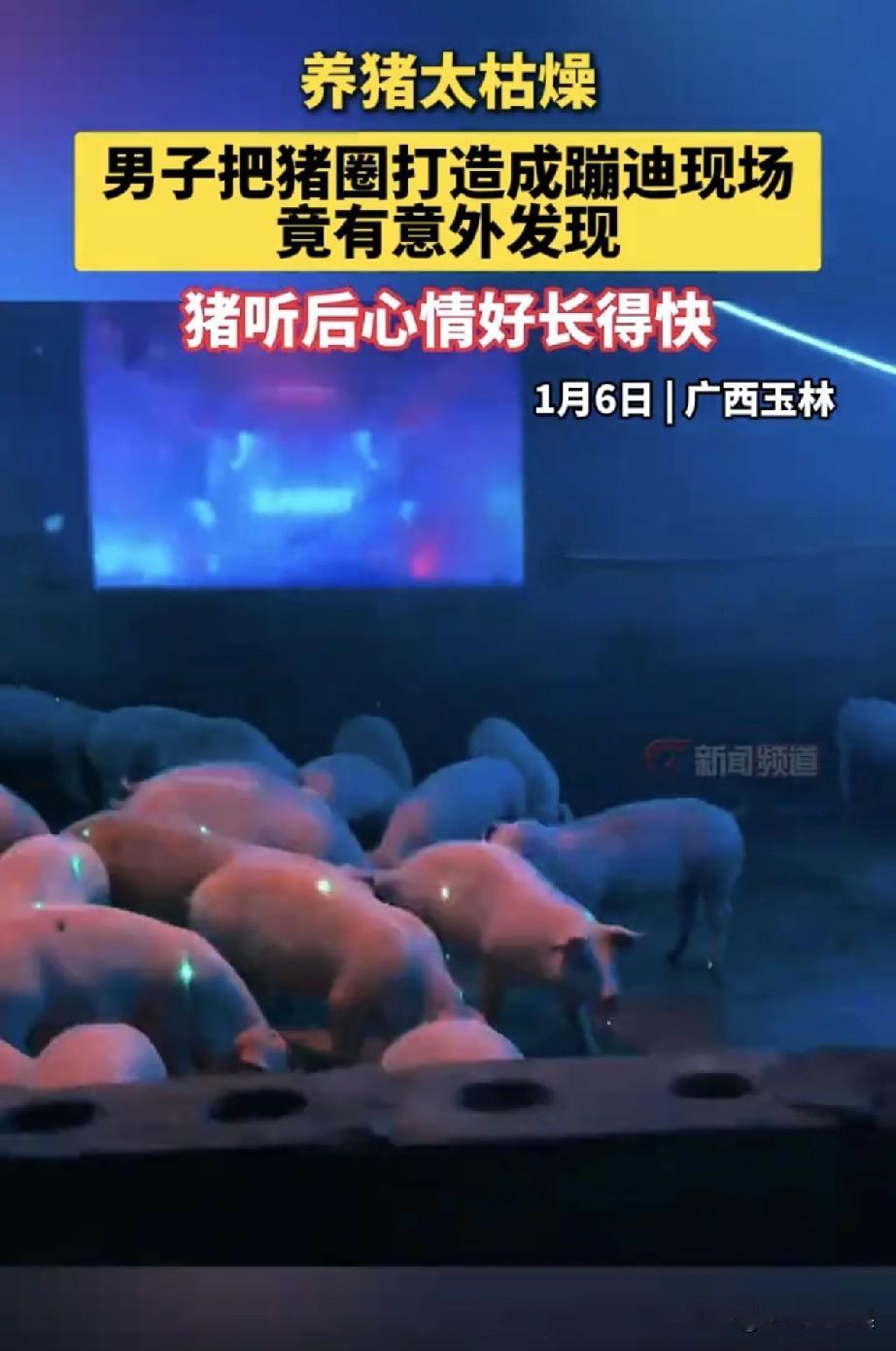 谁能想到现在的猪都过上“蹦迪养老”生活了！广西95后养猪户庞先生，嫌十年养猪生涯