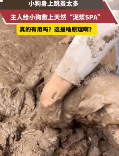 万万没想到！四川，小狗深受跳蚤困扰，浑身痒得不行。主人灵机一动，找来天然泥浆，细