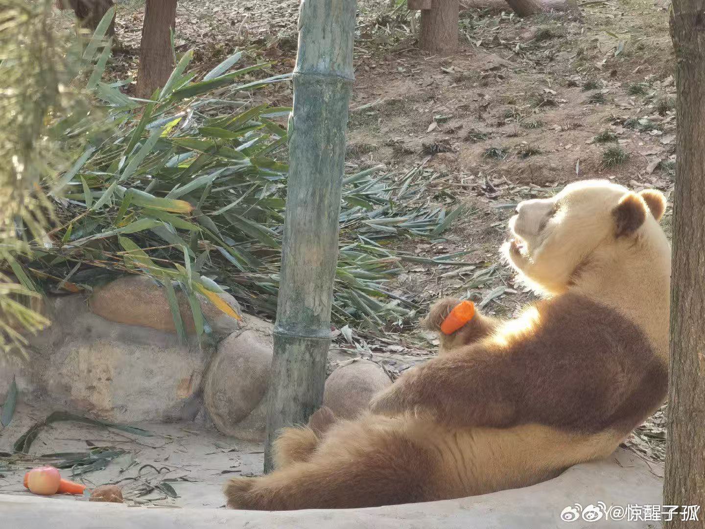 七仔奔赴千里为花花庆生好可爱的猫猫们，都是姨姨的好乖乖们，祝七仔和花花友谊长存，