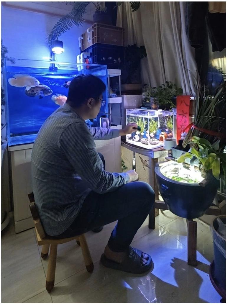 阳台养鱼真需要勇气，为什么要在阳台上养鱼呢？那也是没有办法的事情，没有多余的