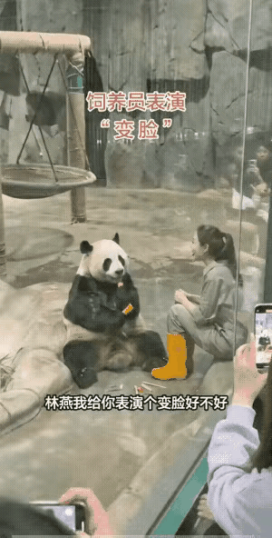 熊猫看见“猪八戒”当场笑翻，原来快乐真的能传染谁能想到，一个简单的猪八戒面