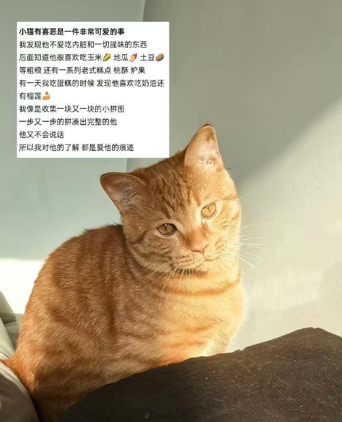 你总说“你不说我怎么知道”，可小猫不会说话,也总有人知道它的喜好🥹