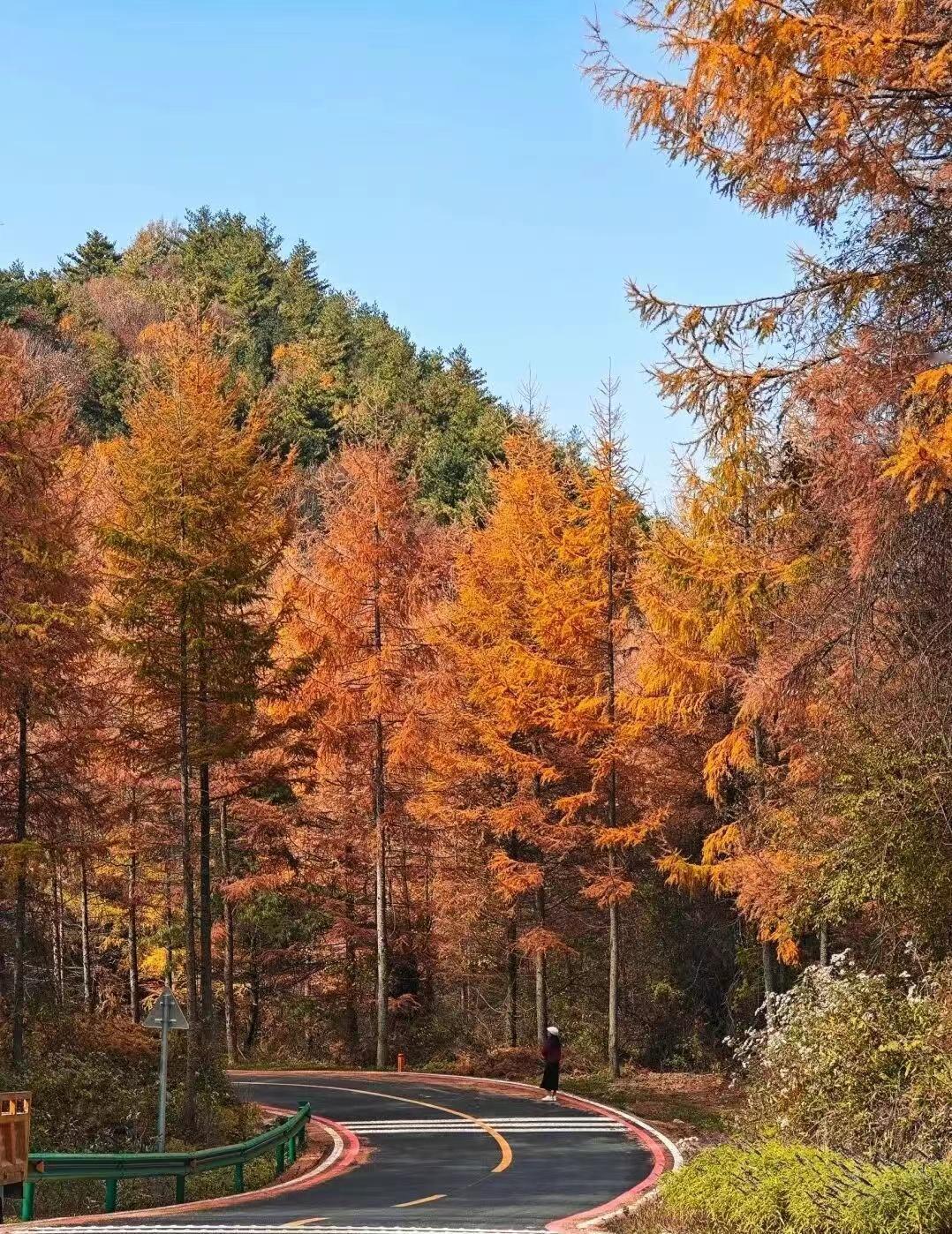 10月，曾家山秋意正浓，上万亩落叶松、野枫、青杠等树木交织依偎，将曾家山点染得五