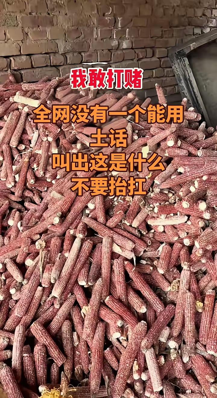 这赌你肯定输了！它叫苞米瓤子，是玉米脱粒后剩下的光杆司令。