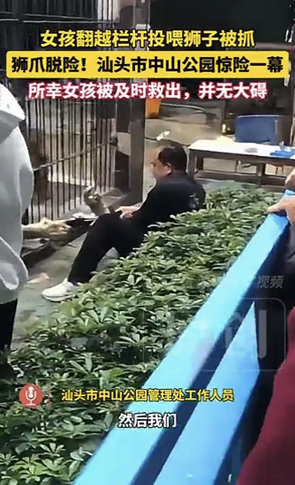 差点出事了！广东汕头中山公园，一名女孩竟近距离投喂狮子，结果不出所料，女孩被狮子
