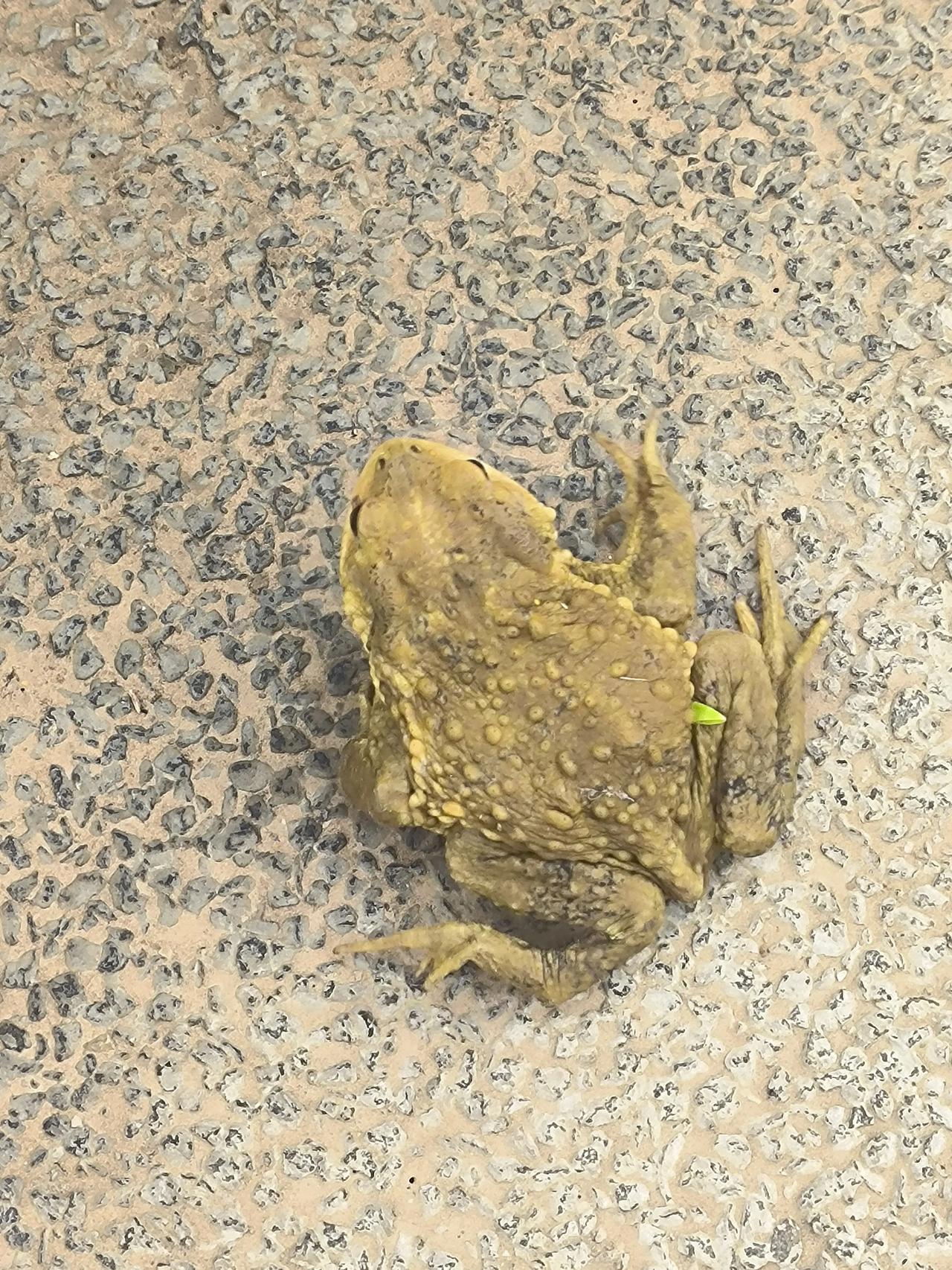 黄花沟偶遇蟾蜍！保定人别慌，它是生态“晴雨表”今天在黄花沟公园步道偶遇一只