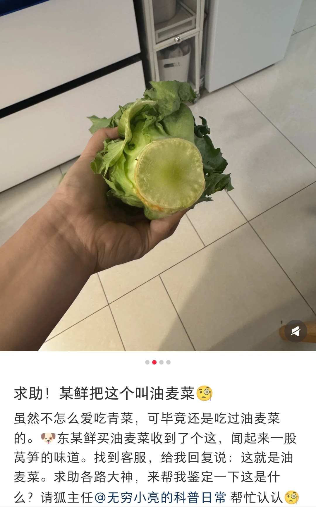 这就是莴笋啊[笑着哭]怎么会是油麦菜​​​