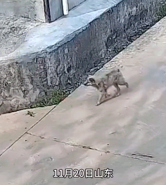 猝不及防，山东，一男子走到转角时，遇到一只狗从他旁边经过，不料下一秒这狗不讲武德