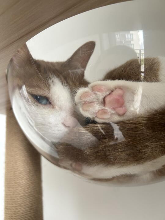 天啊，猫脚长小熊了怎么办！？