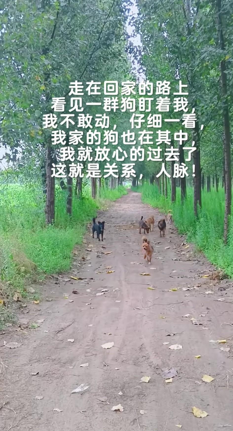 走在回家的路上，看见一群狗盯着我！我吓的不敢动，仔细一看，我家的狗也在其中，我就