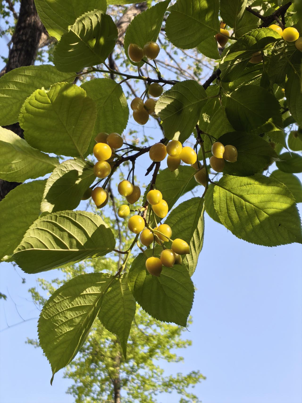 樱桃好吃树难看有首歌曾唱到：“樱桃好吃树难栽。”其实，樱桃树很好栽。难的是，樱