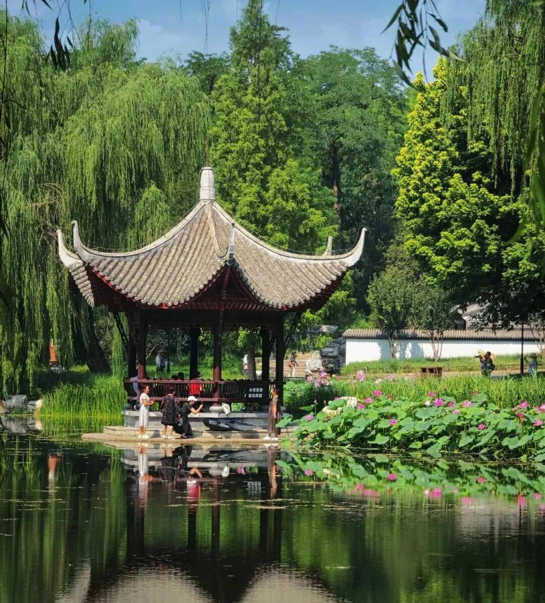 北京陶然亭公园荷花盛开小暑已过，北方进入一年中最热的阶段，暑气在微风中蒸腾出粼