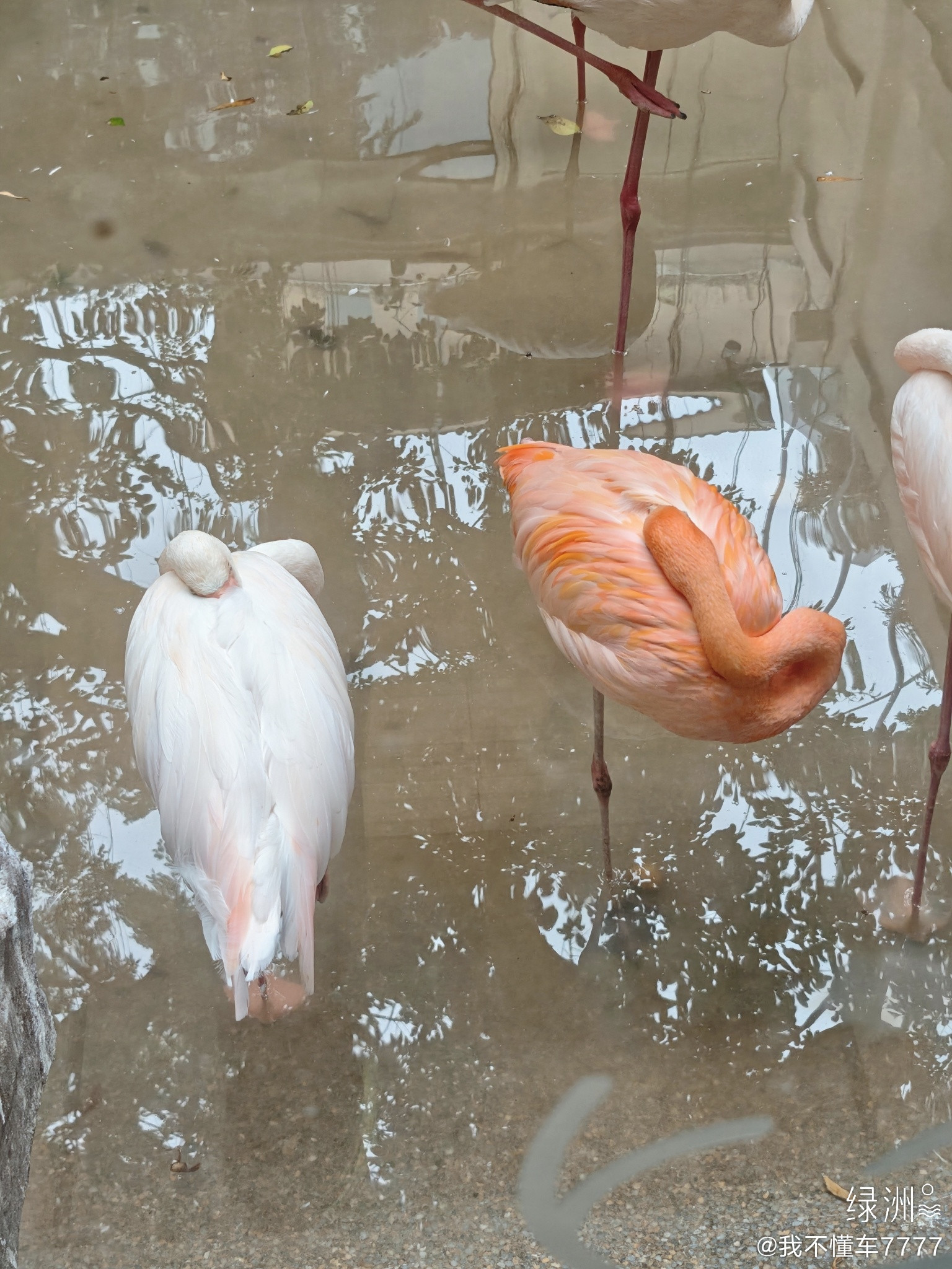 分享图片绿洲广州