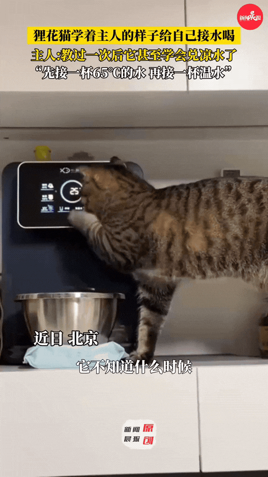 谁懂啊！狸花猫的聪明真的超乎想象！北京网友家的这只狸花猫，仅凭观察人类操作，就学