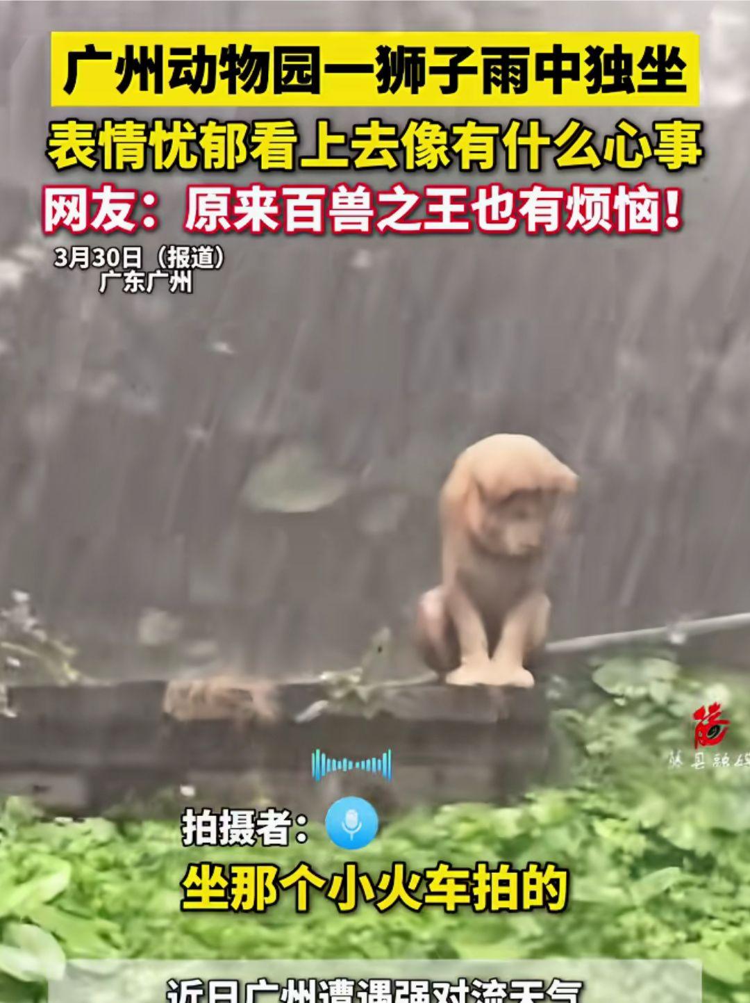 原来百兽之王也有烦恼