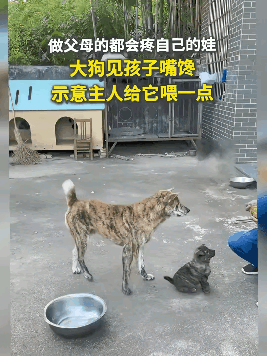 太好哭了，原来母爱从来不分物种！大狗蹲在一旁，小狗崽眼巴巴盯着主人手里的吃食，