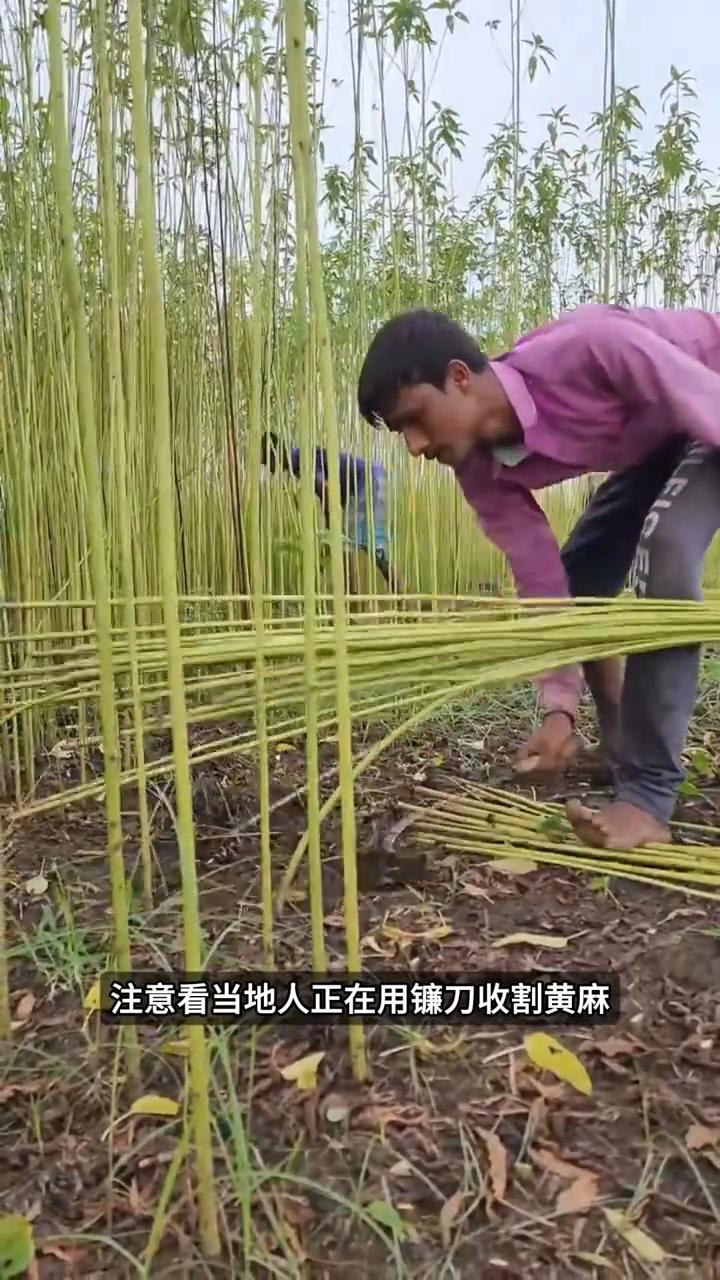 黄麻背后代价。注意看，当地人正在用镰刀收割黄麻，这种做法在印度一些地方一直没变