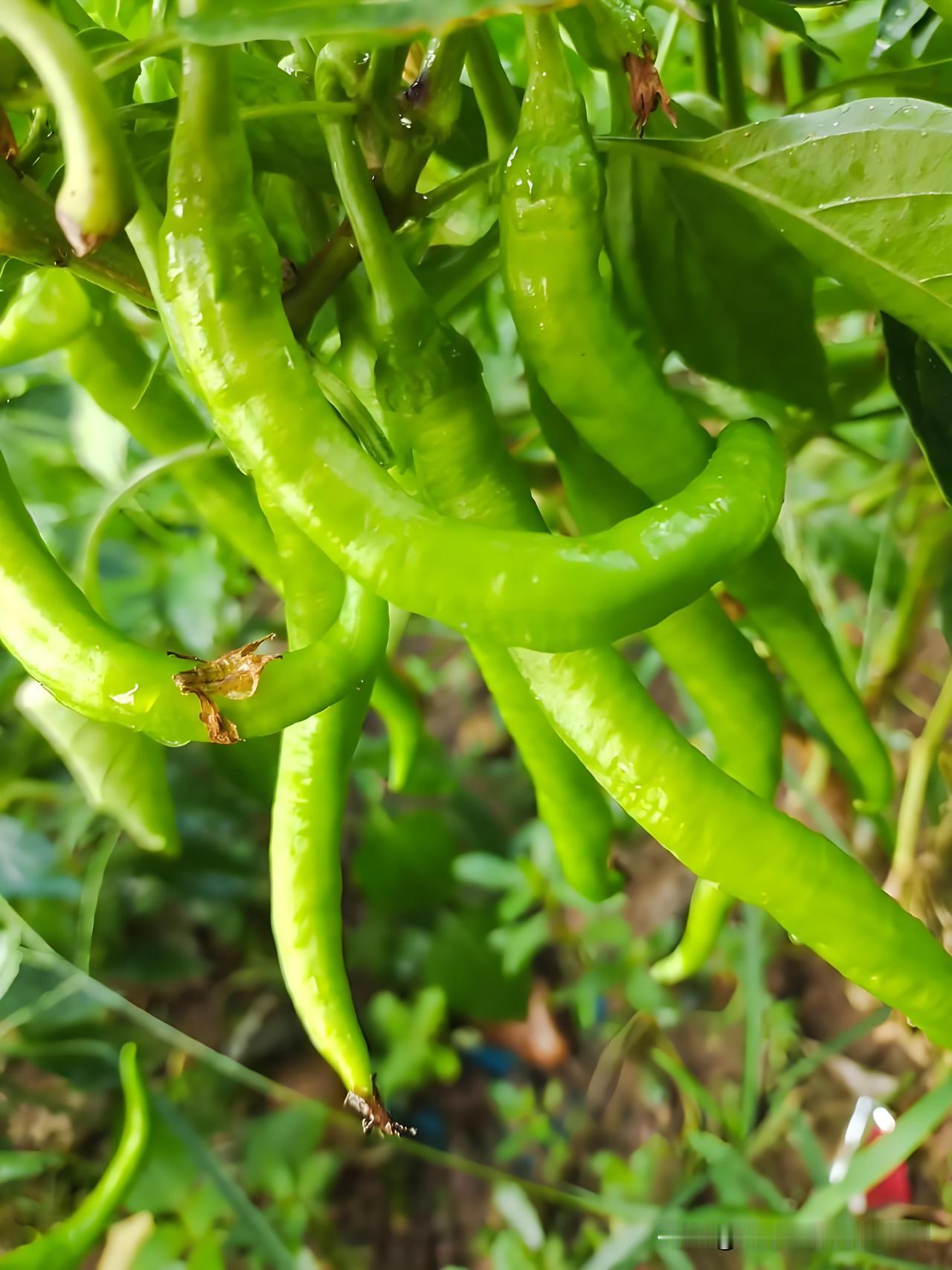 浇水是人要懒，辣椒、茄子、豆角才更旺以前我在小院栽种了辣椒、茄子和豆角苗子
