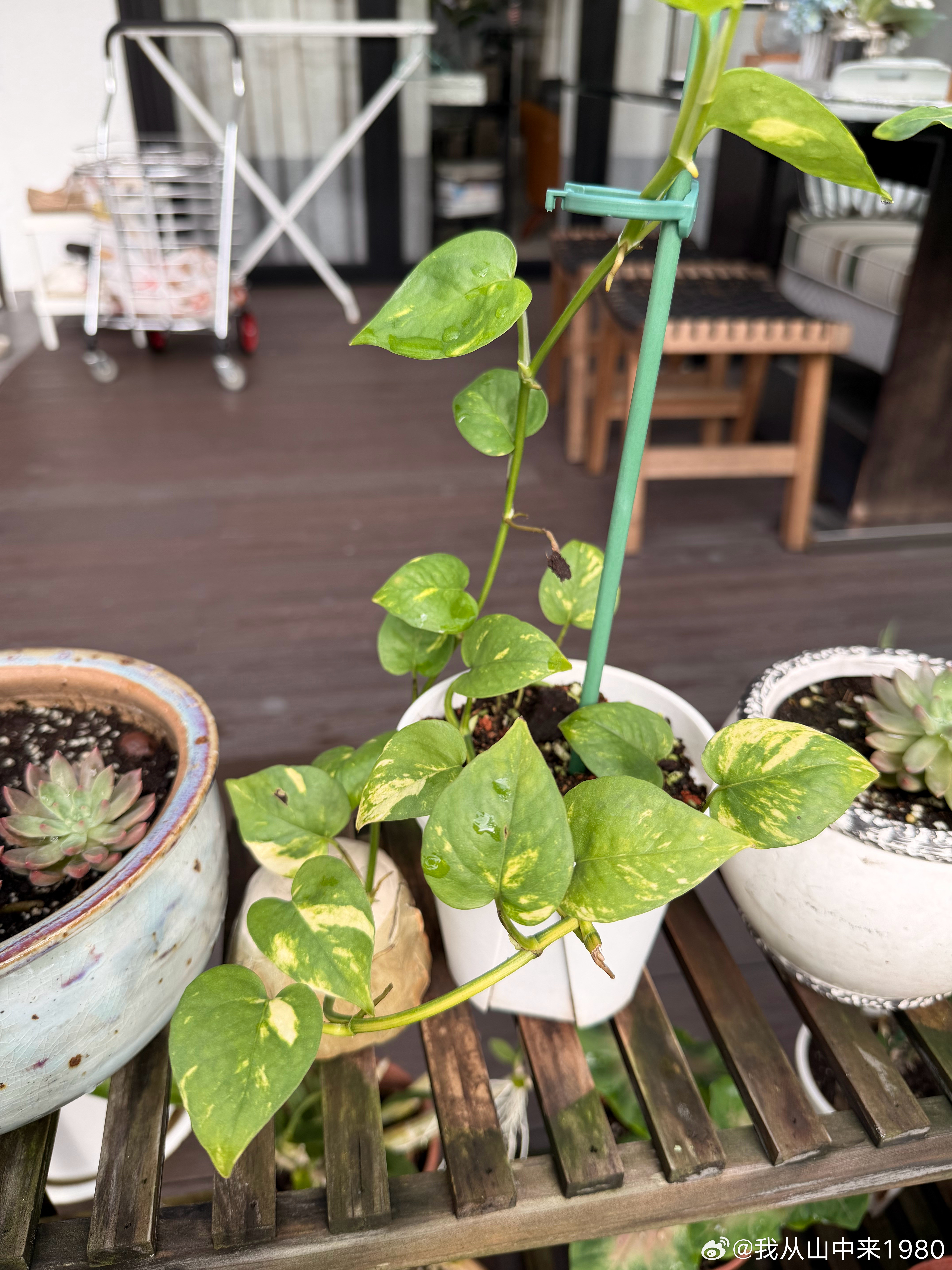 我们不在坡的这段时间，家里阿姨把花园稍微整理了一下，移栽了几盆植物。