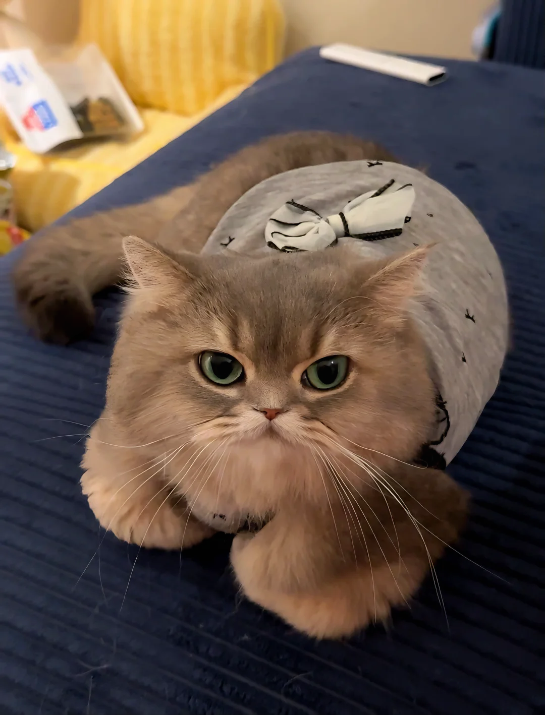 给它买新衣服还给我使脸色！