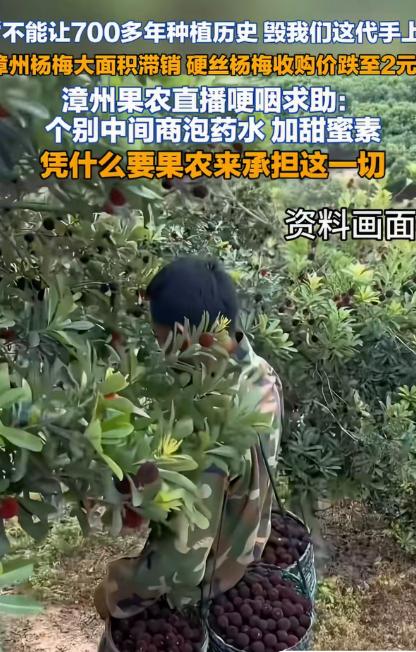 ”吃毒杨梅的还没哭，卖毒杨梅的倒先哭了！”福建漳州，一女子家祖祖辈辈种杨梅，可“