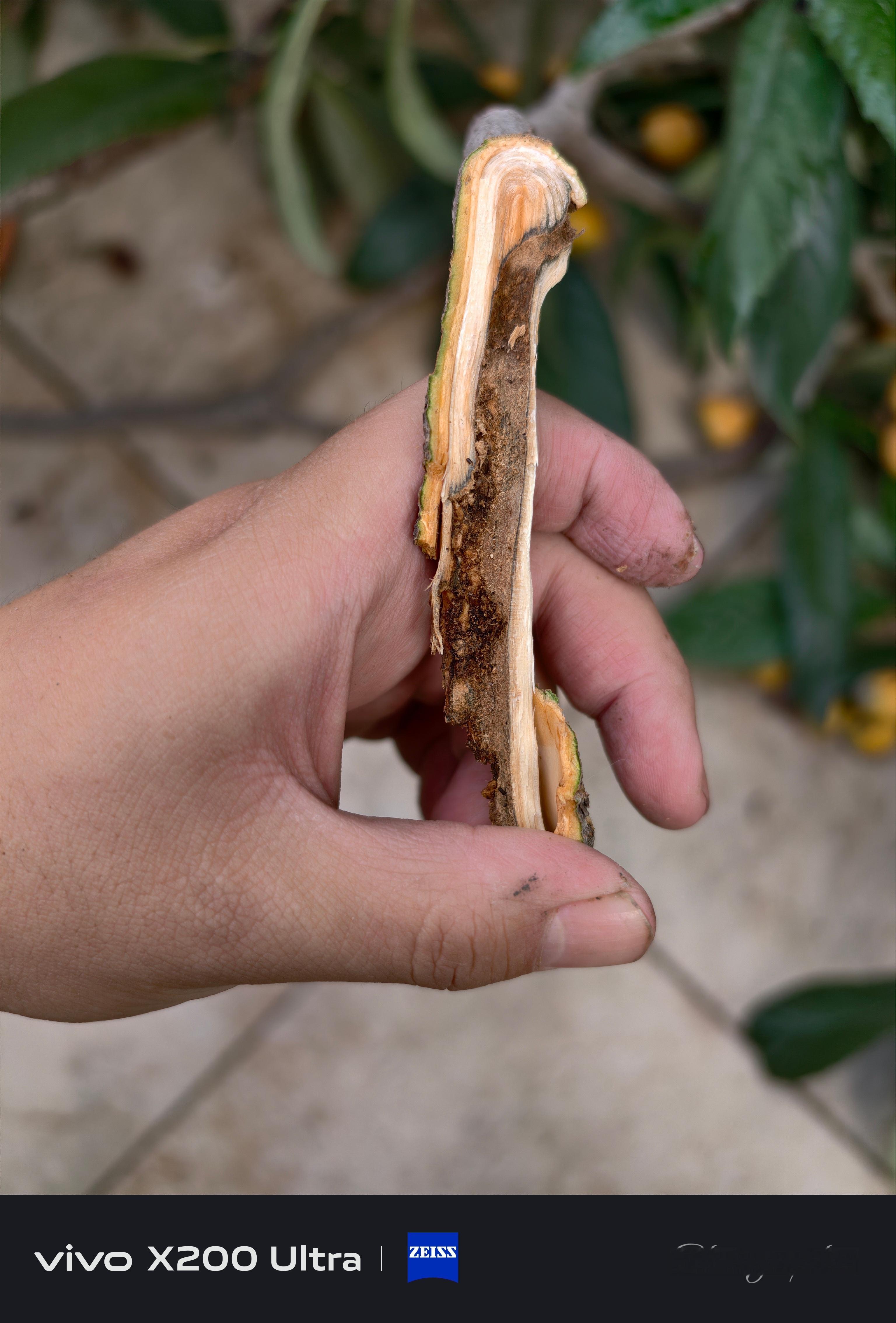 蛀虫最可恶😡😡😡等会给它炸了吃了！话说这是什么虫的幼虫，在枇杷树里面