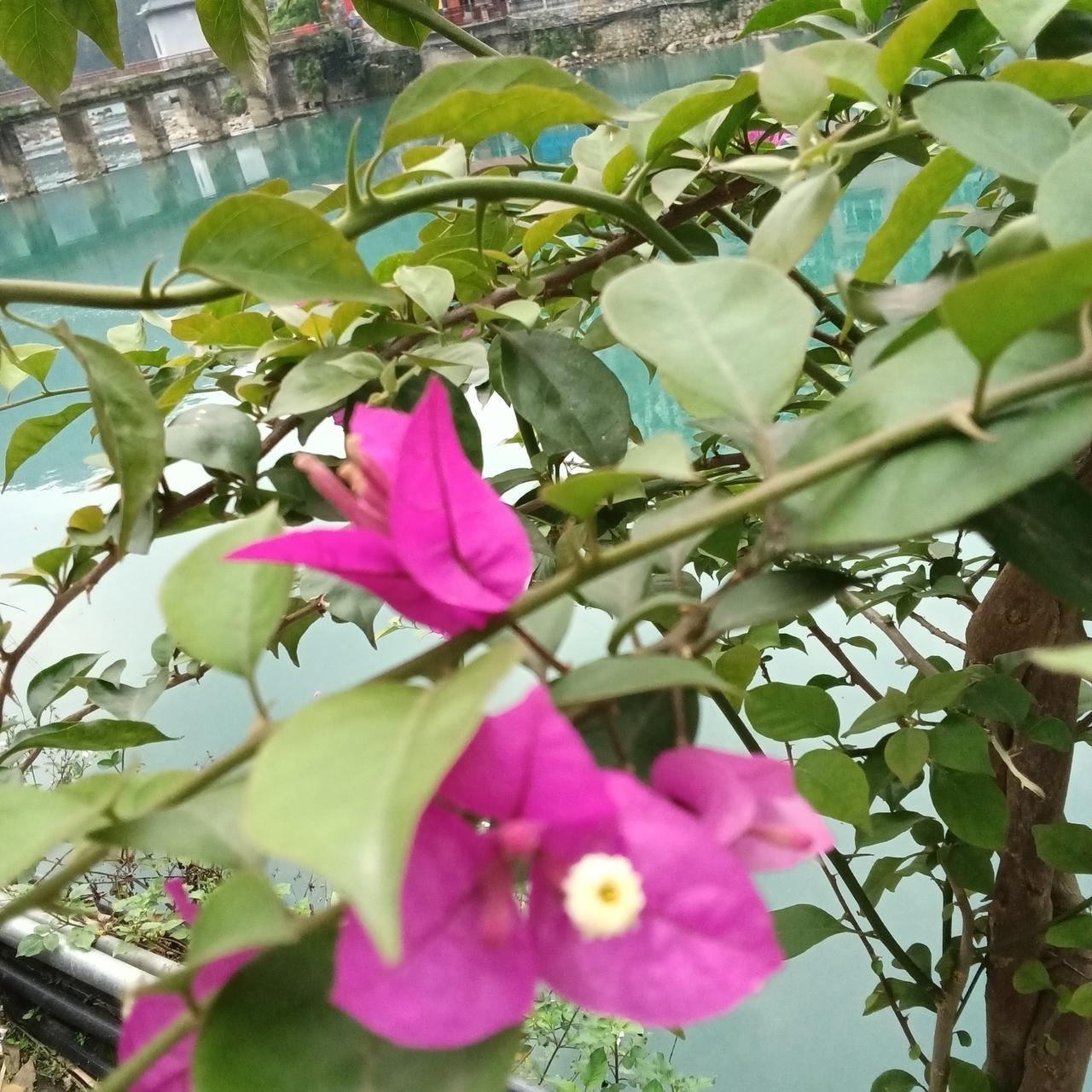 广西巴马最喜欢的风景盘阳河曾经是我魂牵梦萦的地方，当我来到此地，亲眼了目睹他