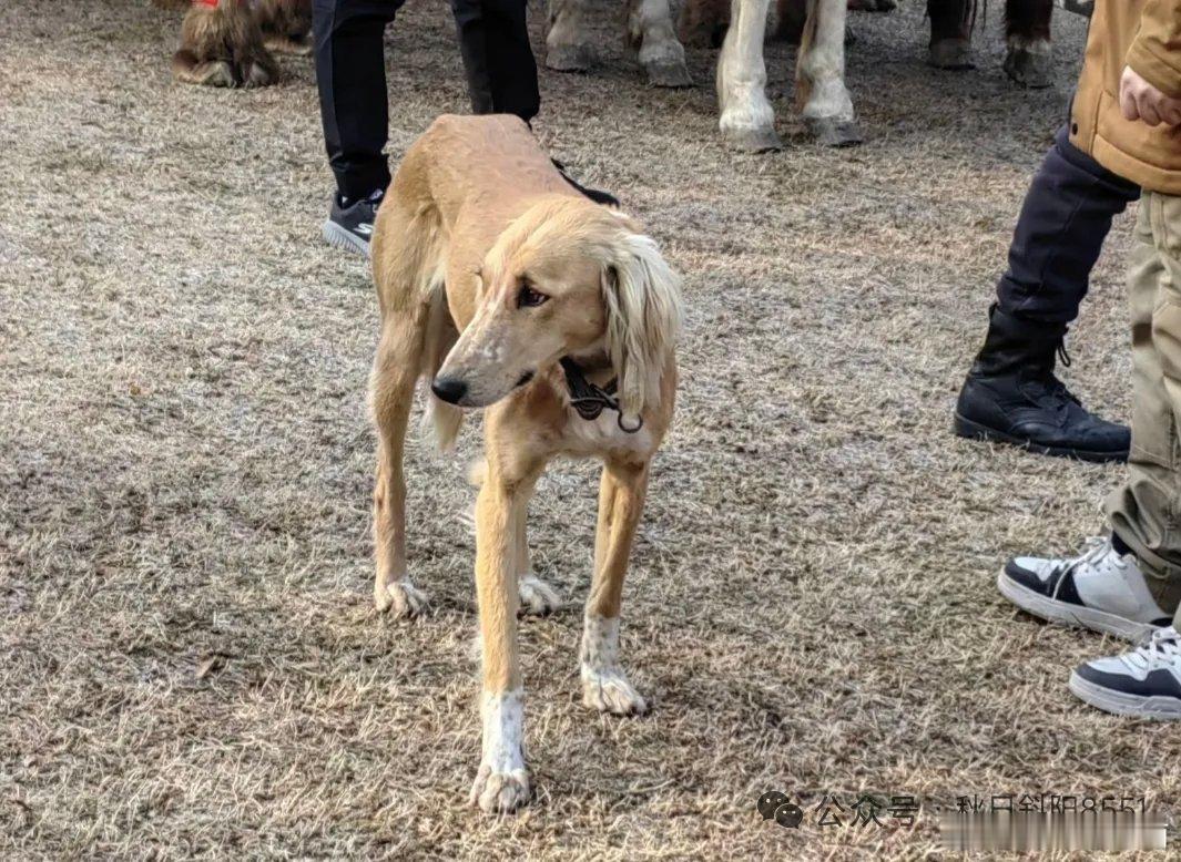 河南恰夏克找了个武大郎”男友，东天山骆驼队颜值天花板的狗狗竟爱上小短腿武大！在