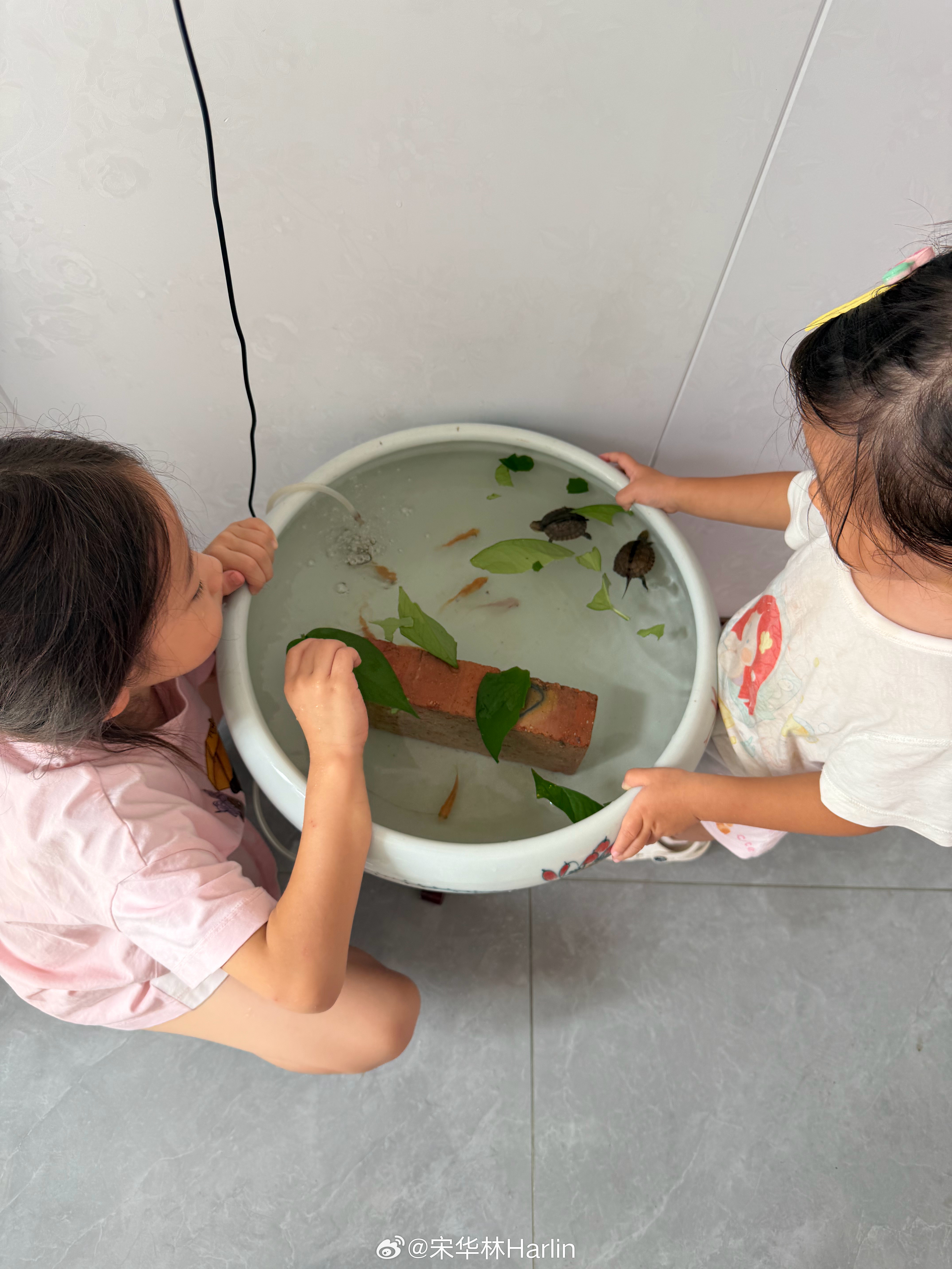 买了两只小乌龟给孩子们玩儿[捂脸哭]评论区随机抽个帅哥美女，发16.6红包[偷